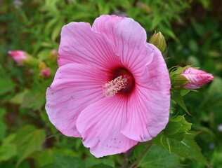 Hibiscus rose © chmi