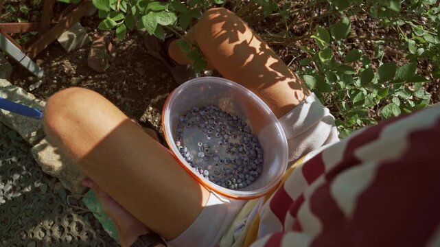 Young man harvesting blueberries into a plastic bucket 4K footage
