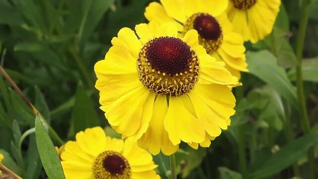 Helenium 'El Dorado' a summer autumn fall flowering plant with a yellow summertime flower commonly known as Sneezeweed, gardening stock video footage clip