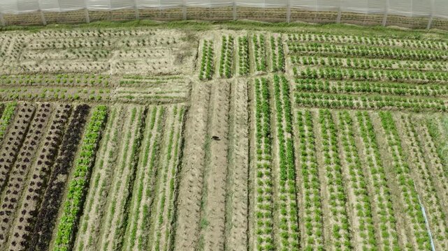Voo de drone sobre cultivo protegido de vegetais em &aacute;rea rural"
