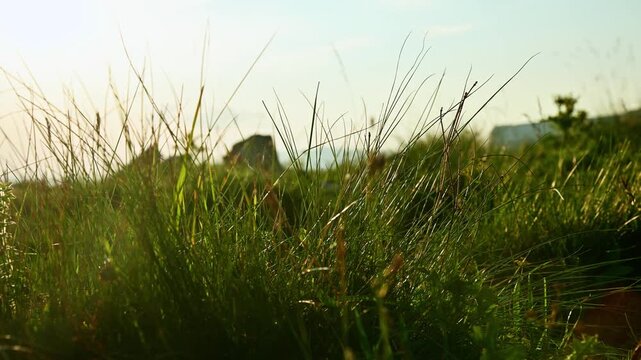 Green grass swaying in the wind outdoors