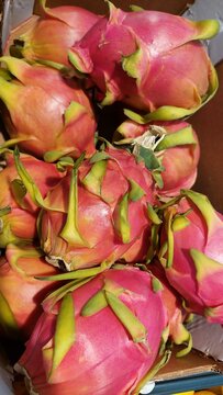 Fresh Dragon Fruits Piled Together with Vibrant Pink Skins. A colorful pile of whole dragon fruits, also known as pitaya, featuring vivid pink-red skins and distinctive green leafy scales.