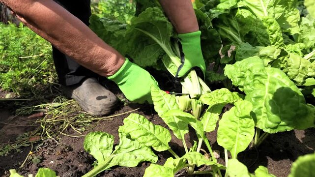 Mangoldernte im eigenen Garten, Selbstversorgung, Gartenarbeit, Gesunde Ern&auml;hrung