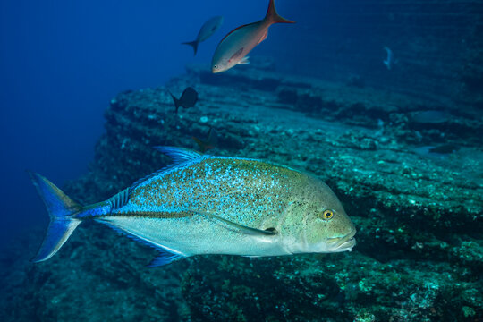 Bluefin trevally swimming near seafloor at Socorro Island
