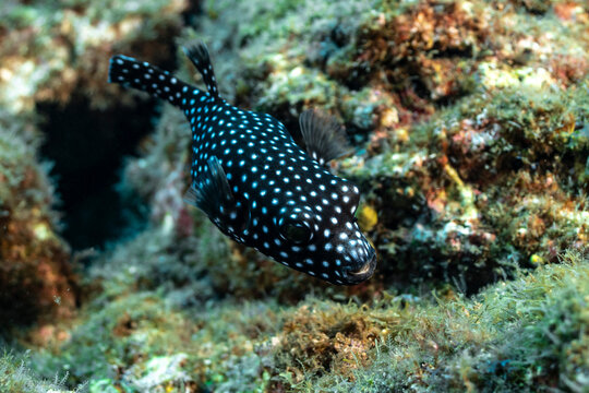 Spotted boxfish swimming near coral at Socorro Island in Mexico
