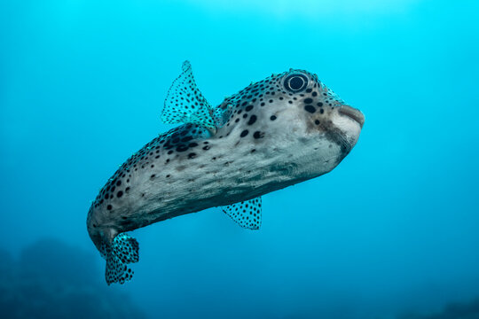 Spot-fin porcupinefish swimming near Socorro Island in Mexico