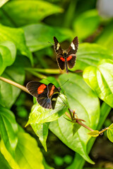 Two postman butterflies resting on green tropical leaves in a lush botanical garden setting © vaclav