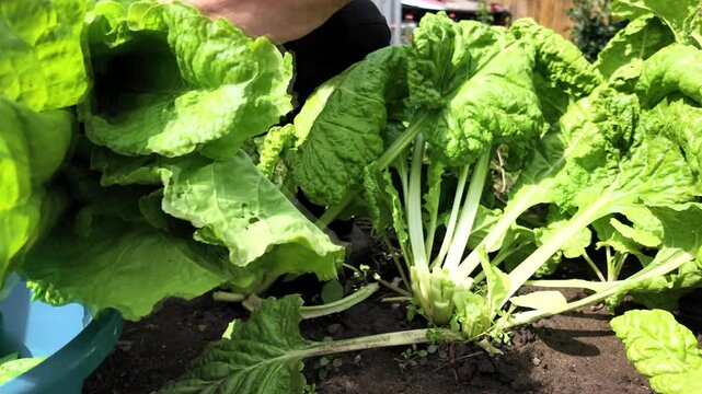Mangoldernte im eigenen Garten, Selbstversorgung, Gartenarbeit, Gesunde Ern&auml;hrung