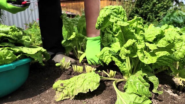 Mangoldernte im eigenen Garten, Selbstversorgung, Gartenarbeit, Gesunde Ern&auml;hrung