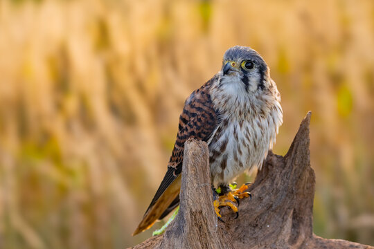 American kestrel perched on a dark weathered tree stump in a natural meadow habitat with predator