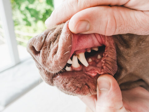 Caring owner checking a dog's teeth and gums at home. Close-up: male hands opening the dog's mouth for inspection. Pet healthcare, veterinary care and hygiene. Ideal for animal wellness content