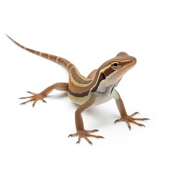 Obraz premium Detailed brown striped lizard standing alert with scaly texture and sharp claws captured in high resolution photography featuring natural posture and vivid patterns isolated clearly against a clean pl