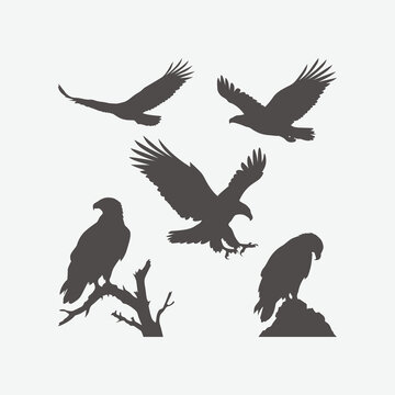 eagle collection illustration graphic vector