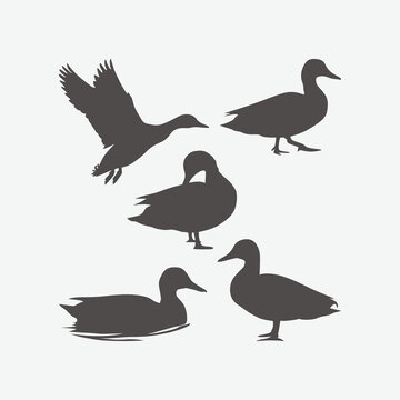 duck collection illustration graphic vector