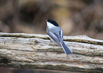 Black-Capped Chickadee Looking Up While Perched on a Weathered Log © Claudia