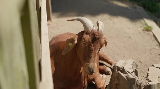 A child's hand strokes a brown goat