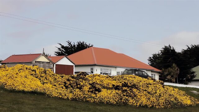 Residential House With Red Roof And Blooming Gorse In Port Stanley Falkland Islands (Islas Malvinas) - 4K