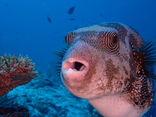 Close Up Portrait of Map Pufferfish Underwater © Andrea