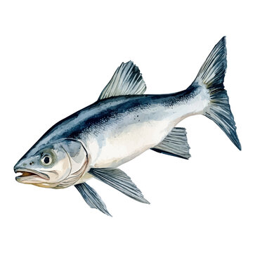 Haddock, watercolor illustration isolated on white background