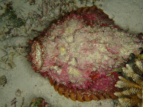Camouflaged Reef Stonefish Resting on Coral Rubble