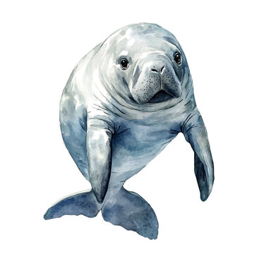 Manatee, realistic watercolor artwork on white background