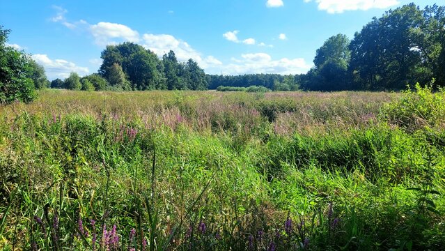 Purple loosestrife flowers blooming in wild wetlands with forest background. Scenic marsh landscape with green grass, reed, swamp vegetation and blue sky. A beautiful wild nature landscape capturing 
