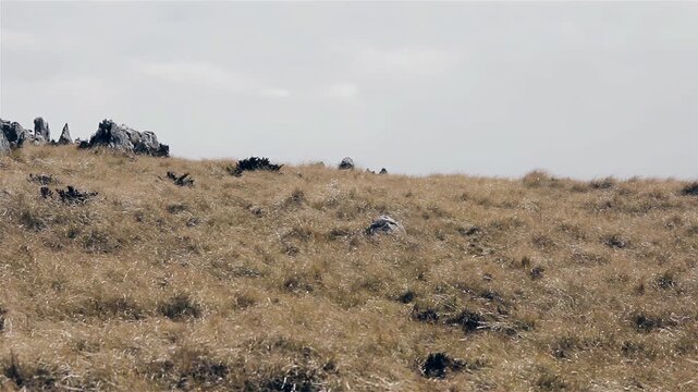 Wild Grass Landscape And Stone Formations In Rural Falklands (Islas Malvinas) - 4K