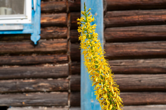 Yellow spike of ligularia flower against the background of a rustic log house with a blue window frame.