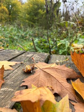 Herbst