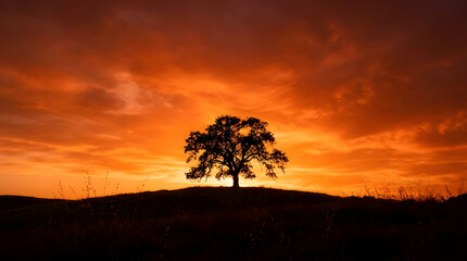 Fototapeta premium Lone tree silhouette against a fiery orange sunset.