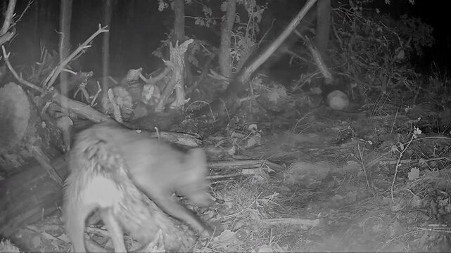 Red Fox searches for food in the fields( Vulpes vulpes), Auvergne, France.