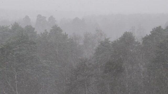 A forest landscape during a heavy snowfall. The trees are hidden behind a dense veil of precipitation and fog. Poor visibility in the forest. The tops of the trees are covered by snowfall.