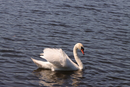 Graceful white swan with raised wings swims on clear water
