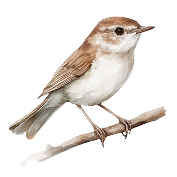 Watercolor illustration of Nightingale, isolated on white background