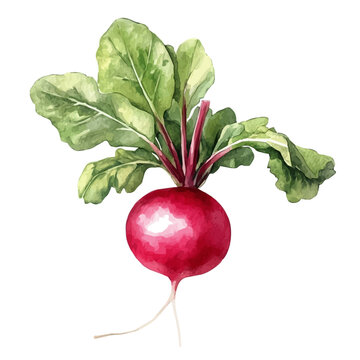 Detailed watercolor painting of Radish, isolated on white background