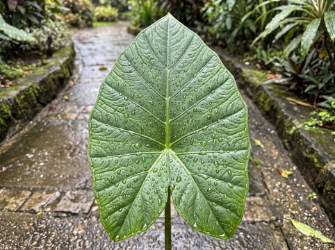Close up of a vibrant green taro leaf with water droplets