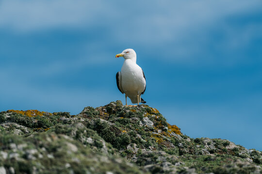 Haverfordwest, Wales, United Kingdom - 03 August 2024: View of a lesser black-backed gull perched on the rocky cliffs of Skomer Island under a clear blue sky.