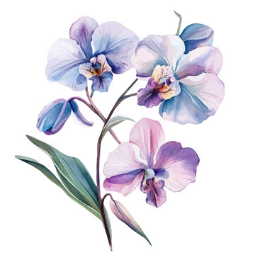Orchid Bouquet, realistic watercolor artwork on white background