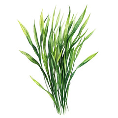 Fototapeta premium Wheatgrass, watercolor design element isolated on white background