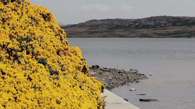 Waterfront Landscape Overlooking Port Stanley Harbor With Yellow Flowers, Falklands (Islas Malvinas) - 4K