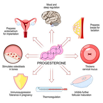 Progesterone effects on the female body and target organs. Physiological functions of Progesterone. Female sex hormone.