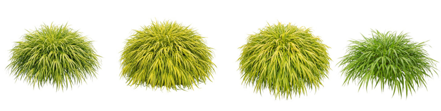 Hakonechloa macra Japanese forest grass shrubs collection, plant mound isolated on transparent background