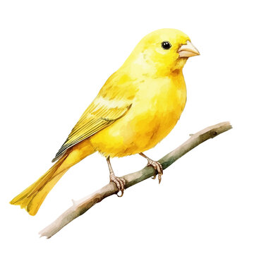 Canary, watercolor illustration isolated on white background