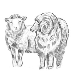 Pencil sketch of a farm pair featuring an adult sheep facing forward and a ram with curled horns. Ideal for farmhouse wall art, wool branding, and rustic greeting cards. © Margarita
