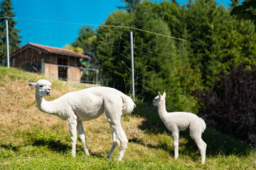 Obraz premium Baby alpaca stays beside its mother in a grassy enclosure, ideal for motherhood themes
