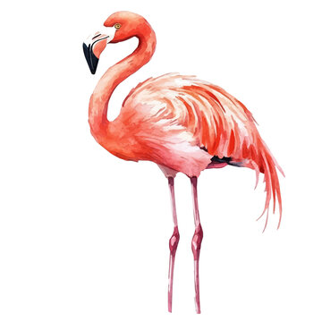 Flamingo, watercolor design element isolated on white background