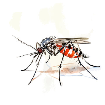Hand-painted watercolor artwork of Mosquito, isolated on white background