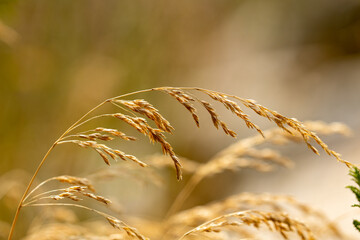 Obraz premium Golden wheat stalks sway gently in the warm sunlight of late summer, background, texture