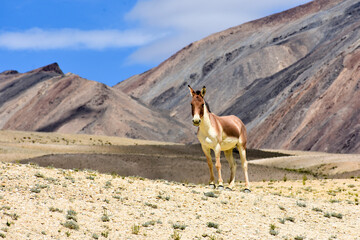 antelope in the desert © Visakh