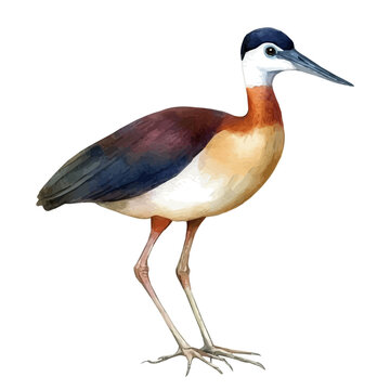 Jacana, isolated watercolor element on white background